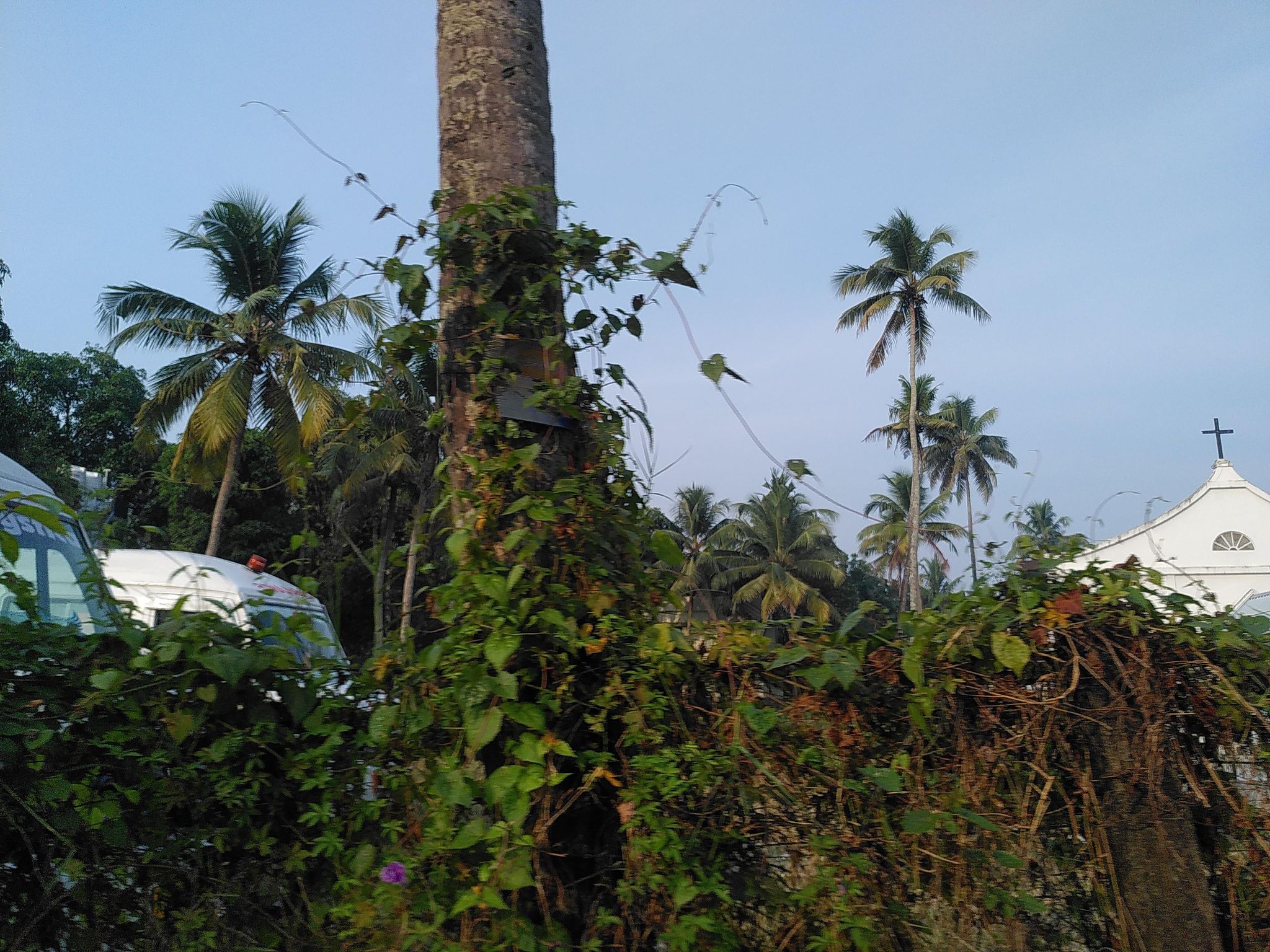 Street view of Maradu