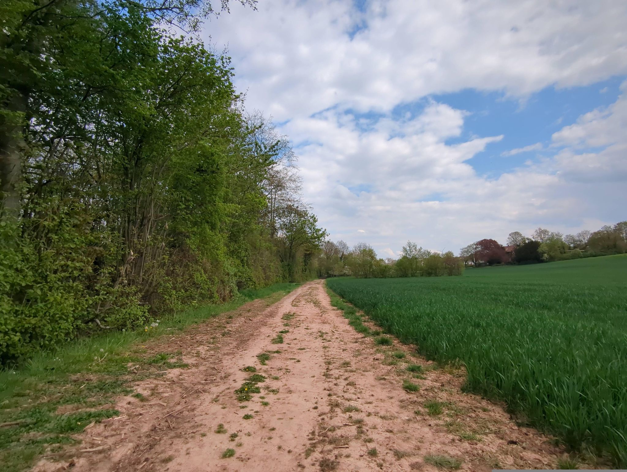 Street view of Albisheim