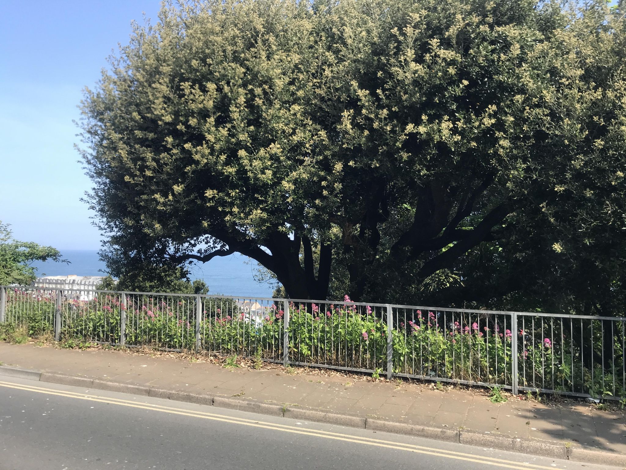 Street view of Ilfracombe
